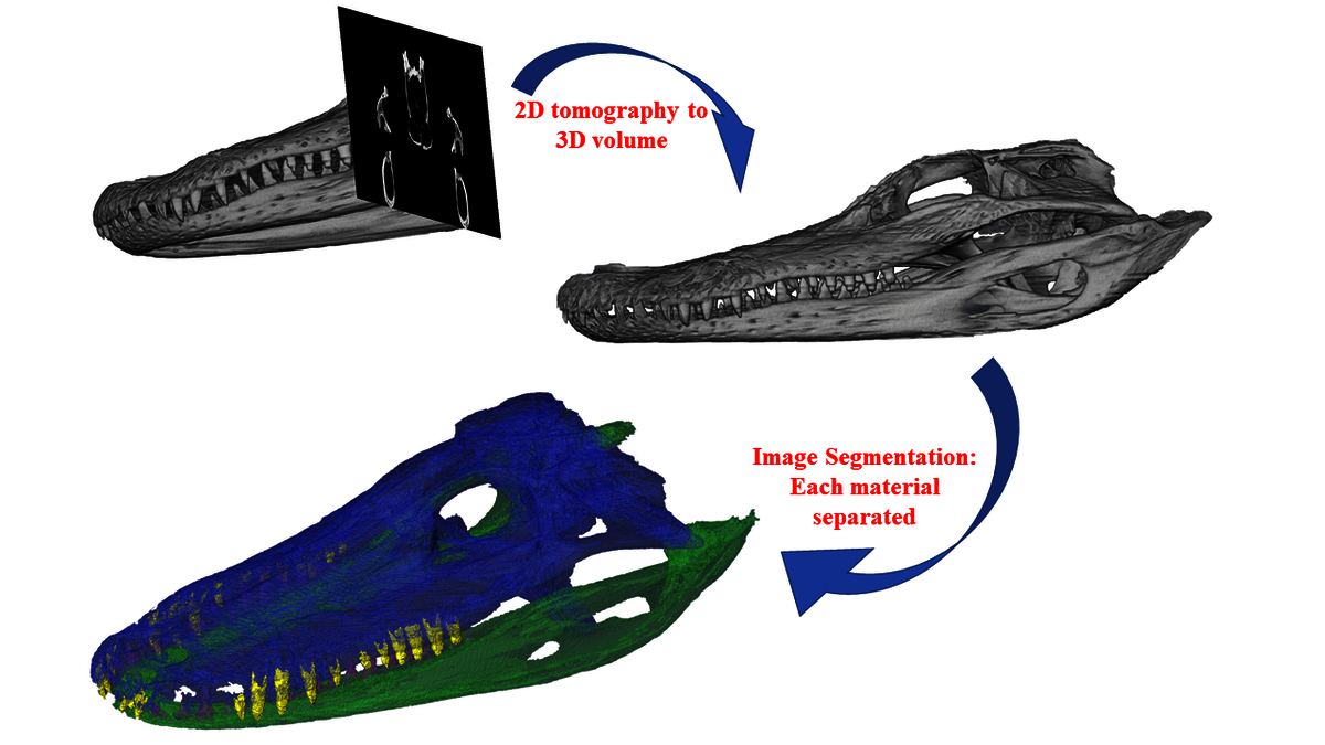 3D segmentation fossils