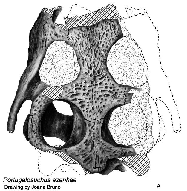 Portugalosuchus skull (drawn by Joana Bruno)