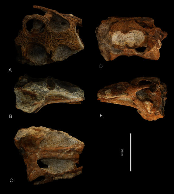 Portugalosuchus